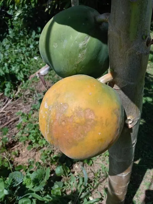 El Paraiso 야부코아